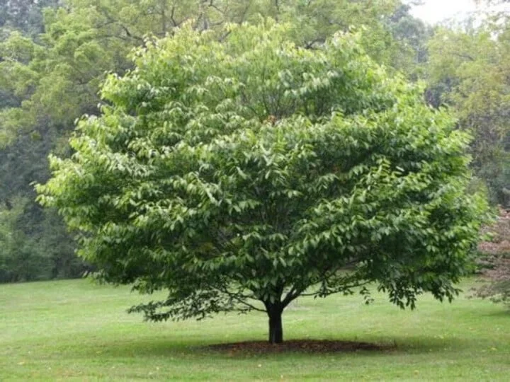 nashville-tree-conservation-corps-tree-of-the-month-american-hornbeam-tn.webp