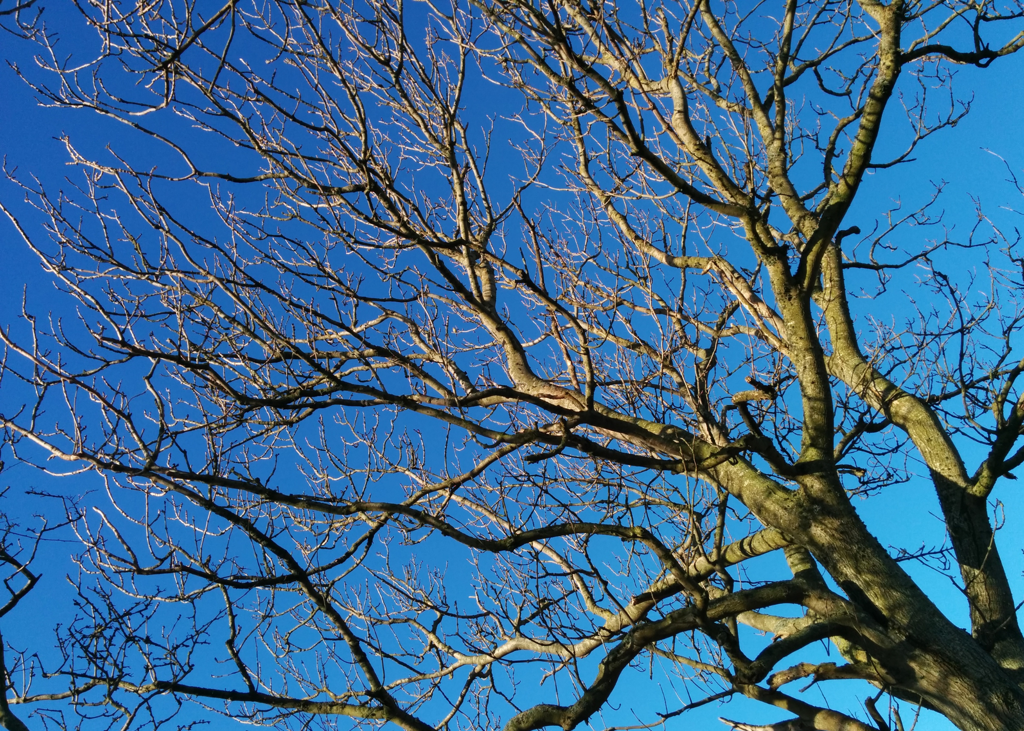 A leafless tree with numerous branches against a clear blue sky.