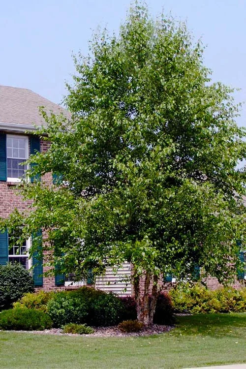 Dura Heat River Birch