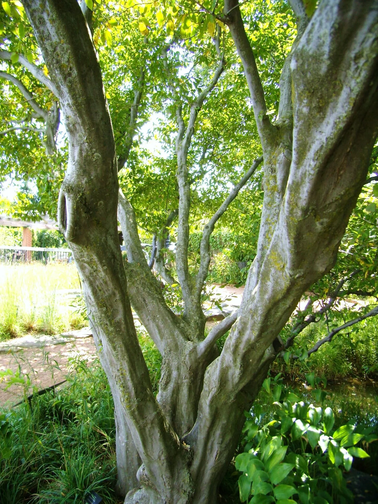2014hornbeam.jpg