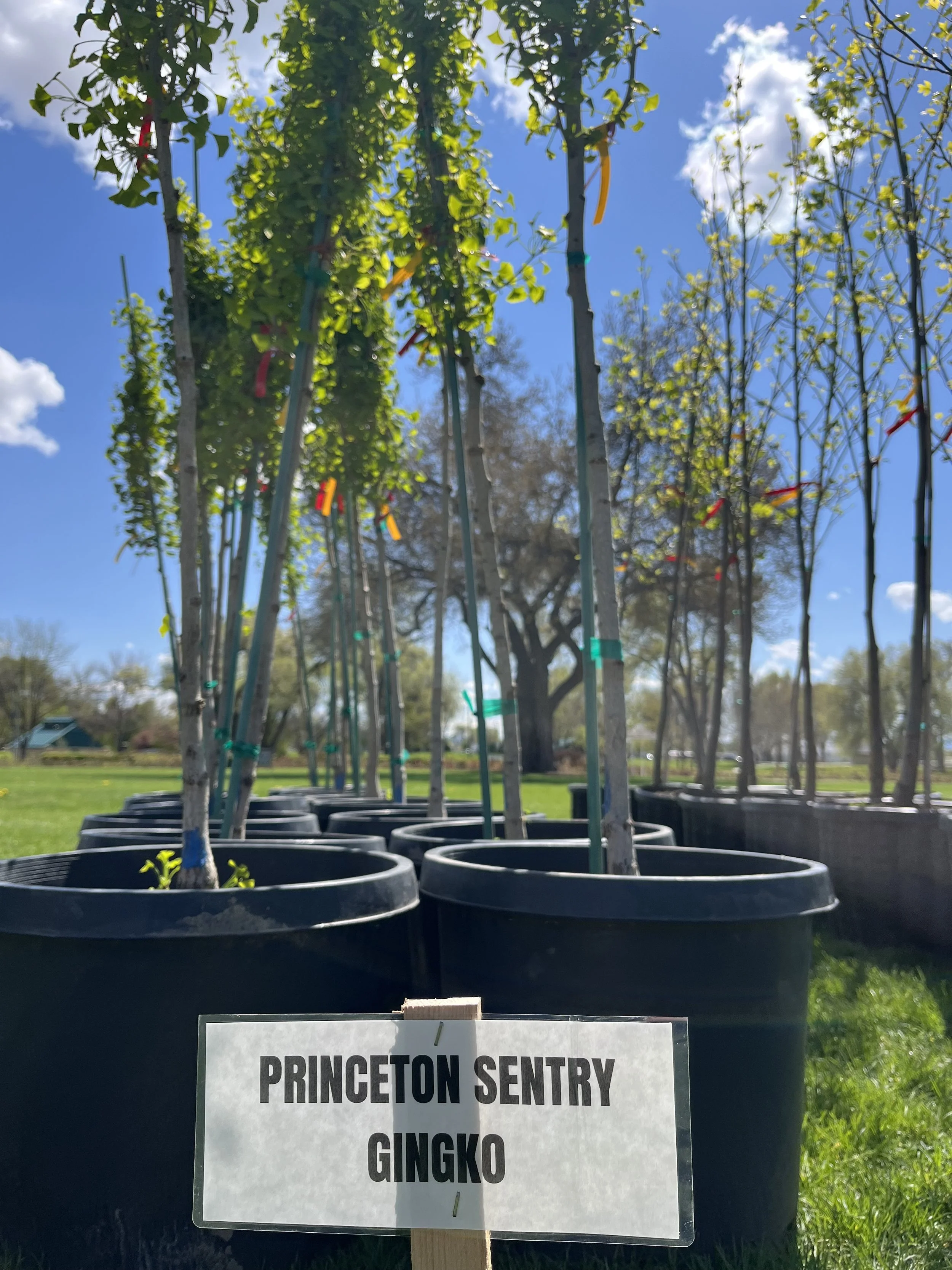 Rows of potted young trees with colorful tags in an outdoor nursery, with a blue sky and scattered clouds overhead.