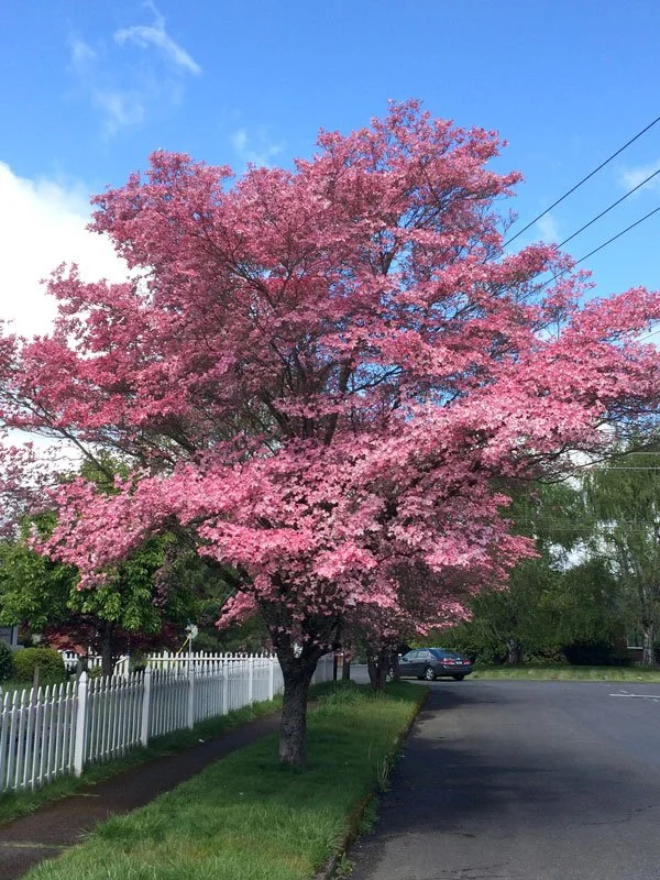 Pink Flowering Dogwood