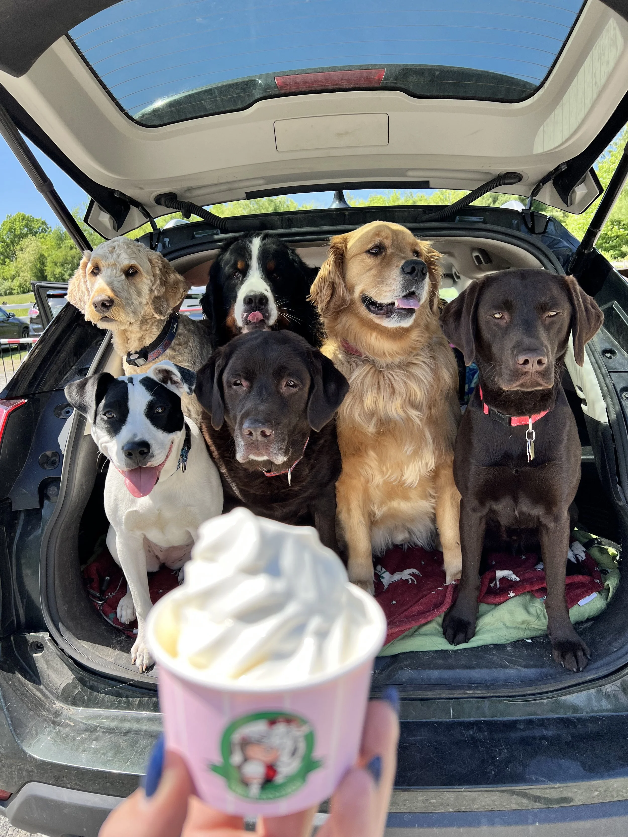 Dogs hiking, dogs training, dogs, dog daycare, puppy training, training classes, behavior classes, puppy classes, dog walking, dog trainer Worcester, dog training Worcester, puppy training Worcester, puppy classes Worcester, dog training Shrewsbury,