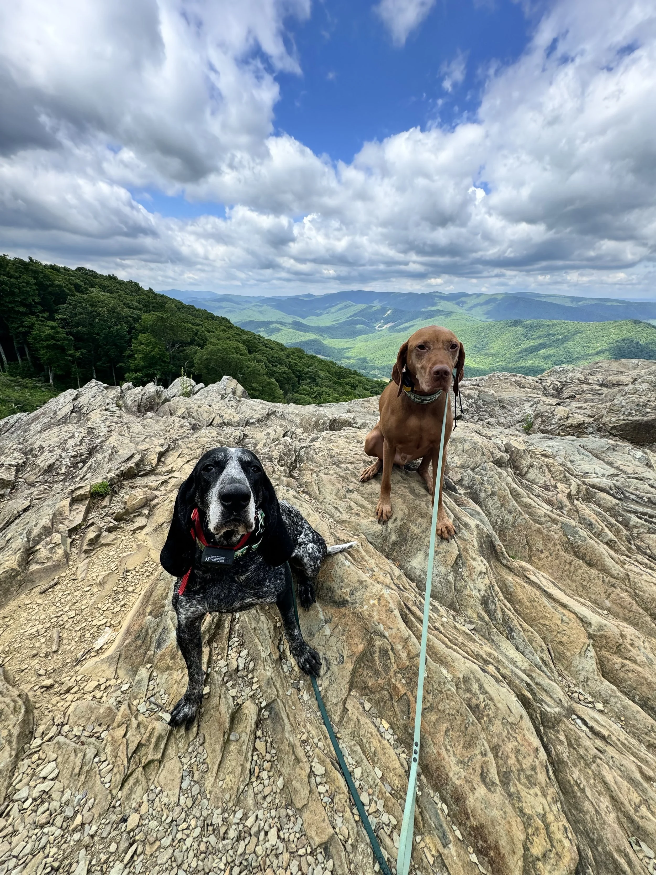 Dogs hiking, dogs training, dogs, dog daycare, puppy training, training classes, behavior classes, puppy classes, dog walking, dog trainer Worcester, dog training Worcester, puppy training Worcester, puppy classes Worcester, dog training Shrewsbury,