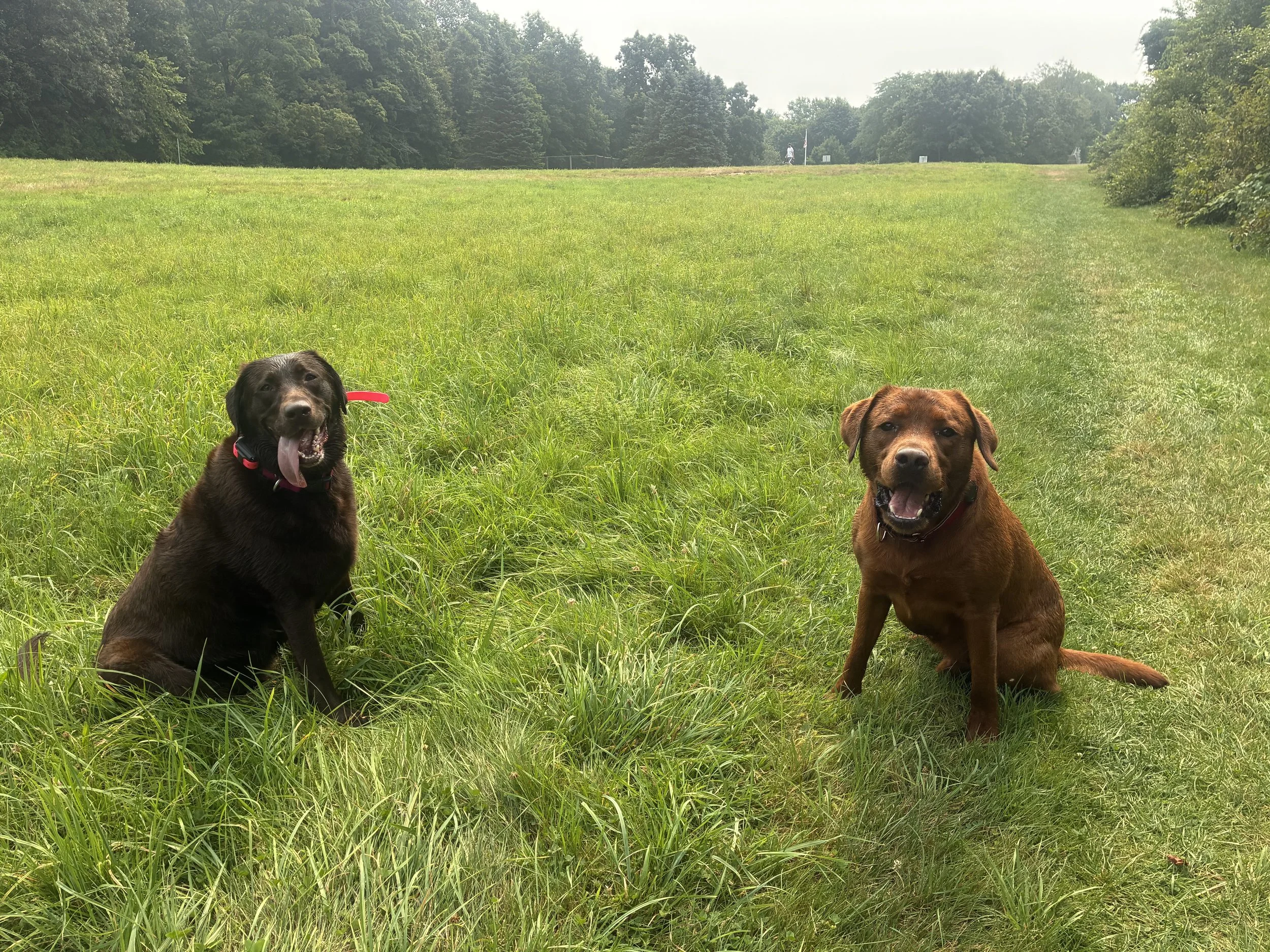 Dog Training, Dog Boarding & Training, 2 week Puppy Camp, Puppy Training, Dog Hikes, Crate Training, Potty Training, Group Classes, Behavior Modification, Private Dog Training, Private Dog Boarding, Dog Walking