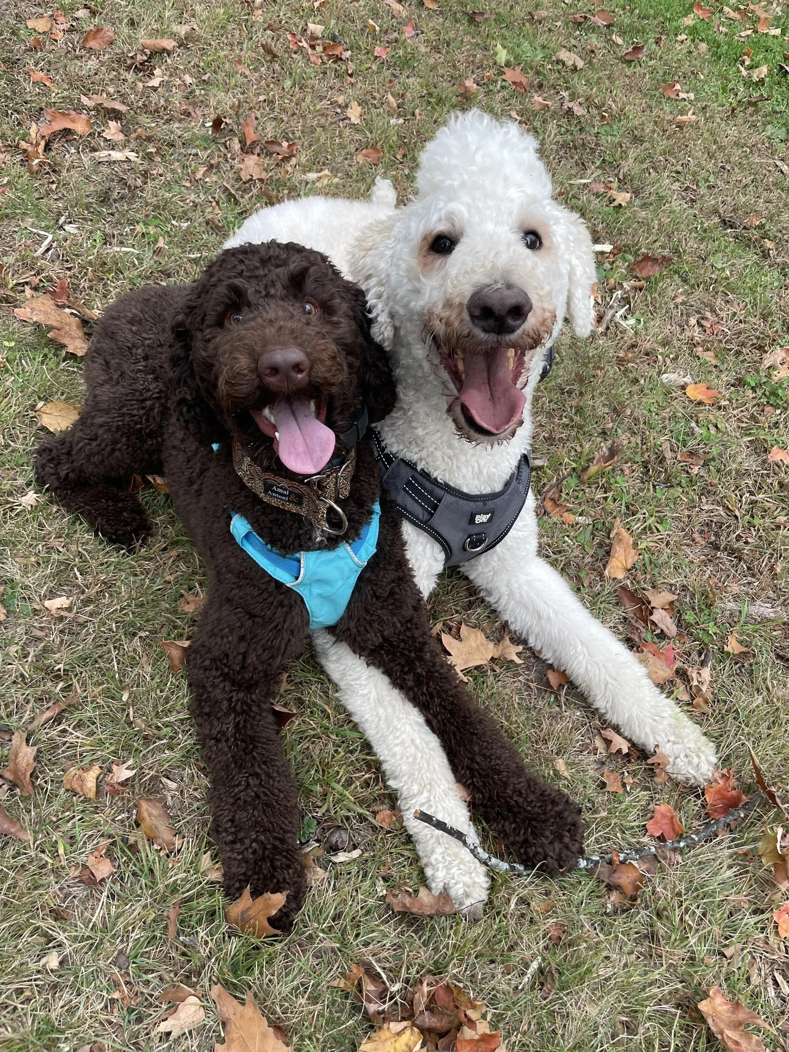 Two standard poodles laying in the grass looking up at the camera. One is brown with a blue harness on, the other is larger and white with a grey harness on. Their paws are crossed over one another like they're holding hands.
