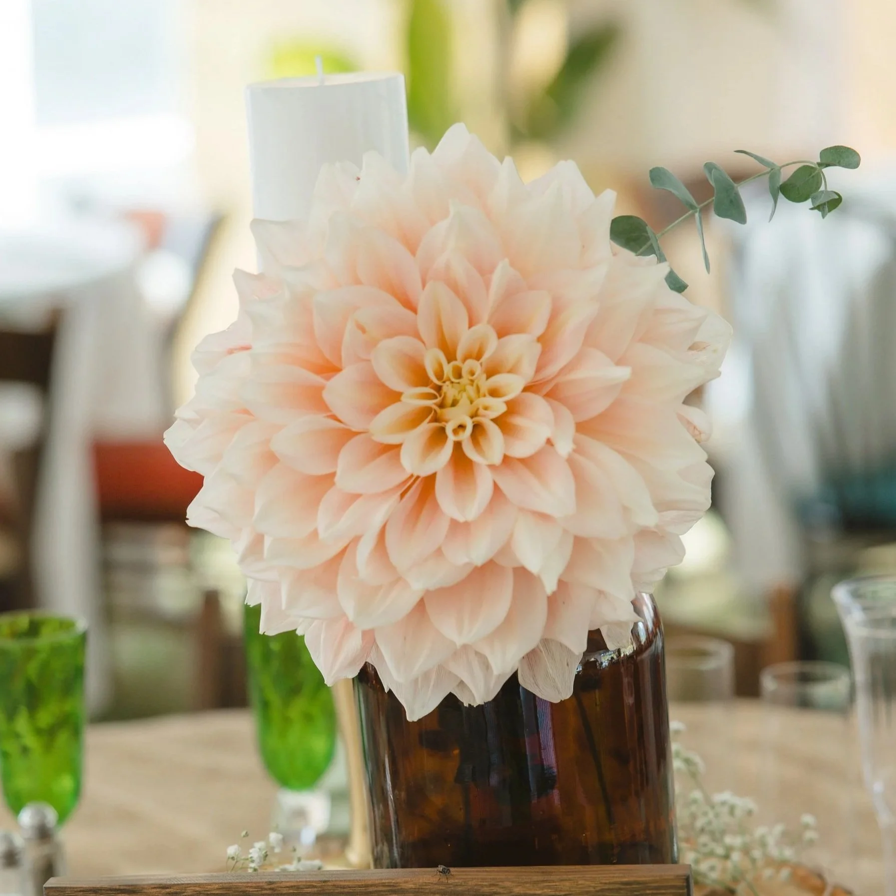 A large light pink dahlia in a brown glass vase on a table, with a background of blurred chairs and green glasses.