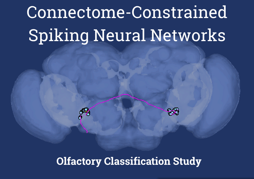 Connectome-Constrained Spiking Neural Networks: Olfactory Classification Study
