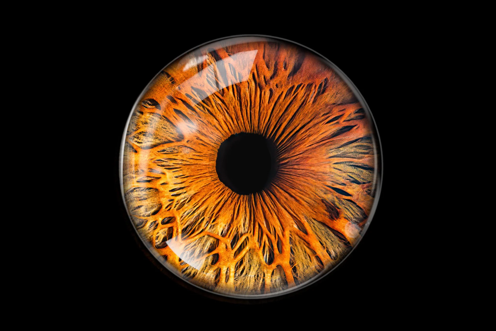Brown-iris-with-deep-crypts-furrows-with-glass-overlay.jpg