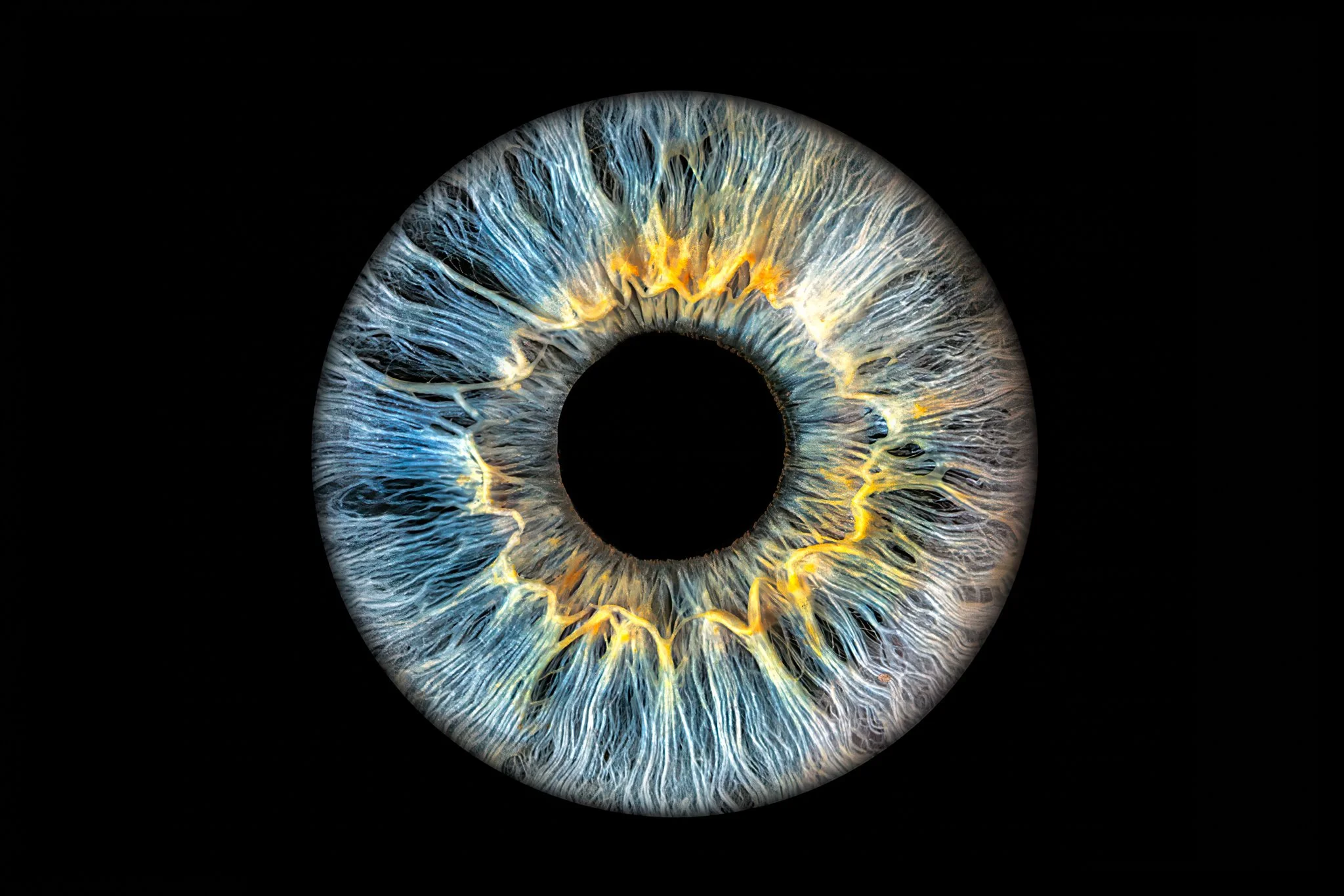 Dark-Blue-and-Yellow-iris.jpg