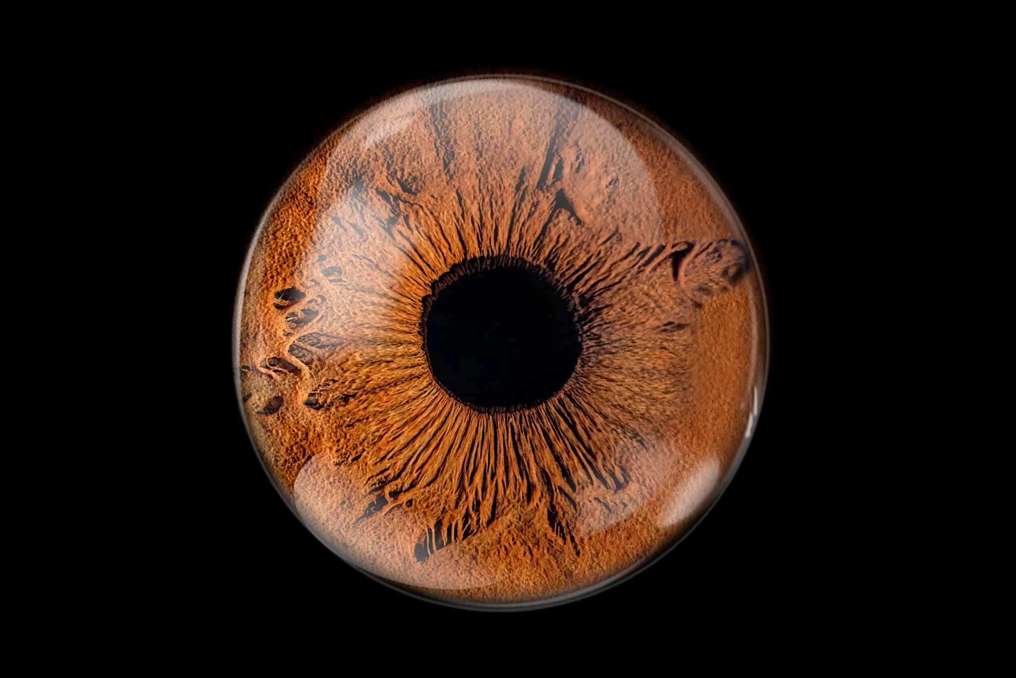 Brown-iris-with-glass-overlay-2.jpg