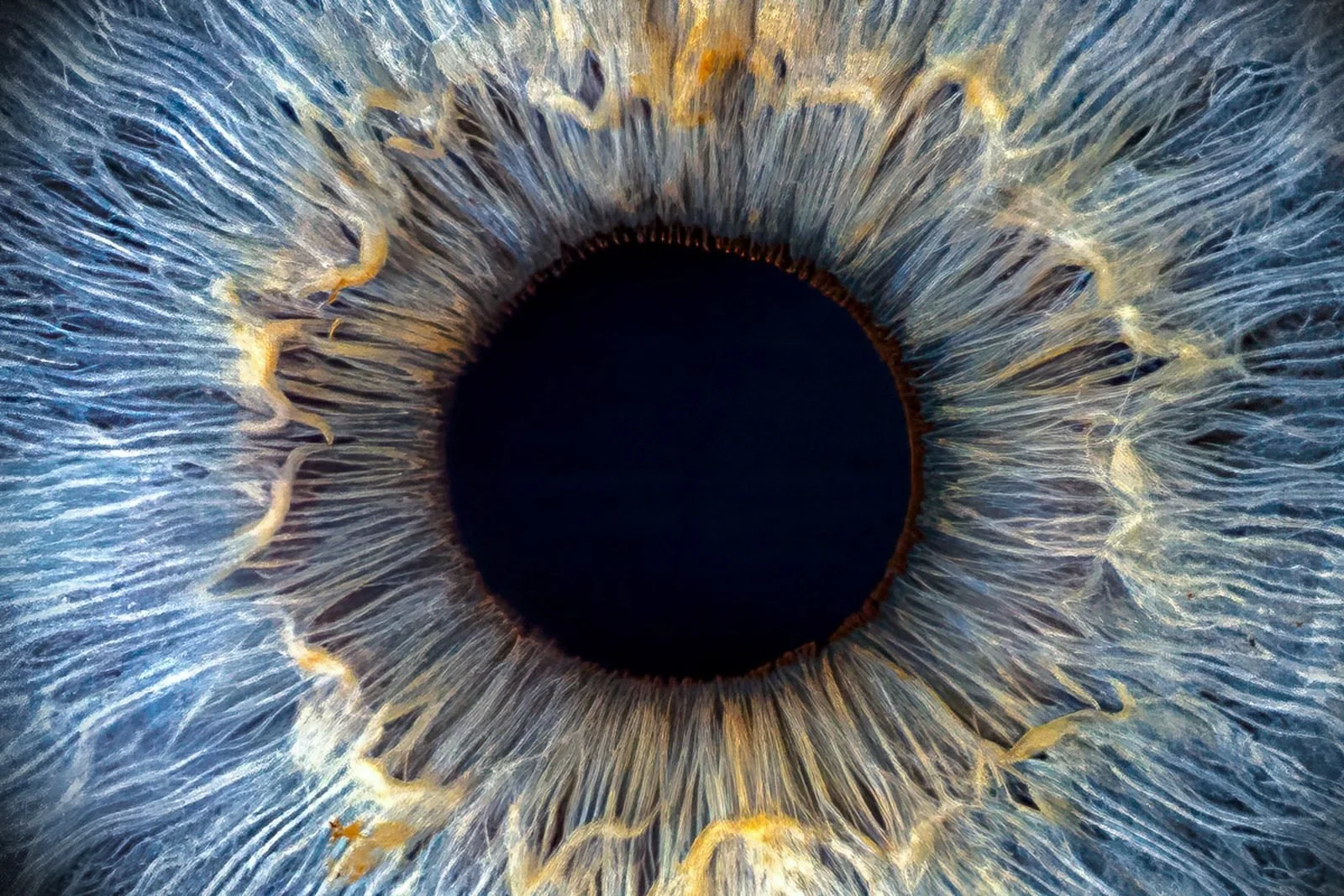 Close up of iris detail