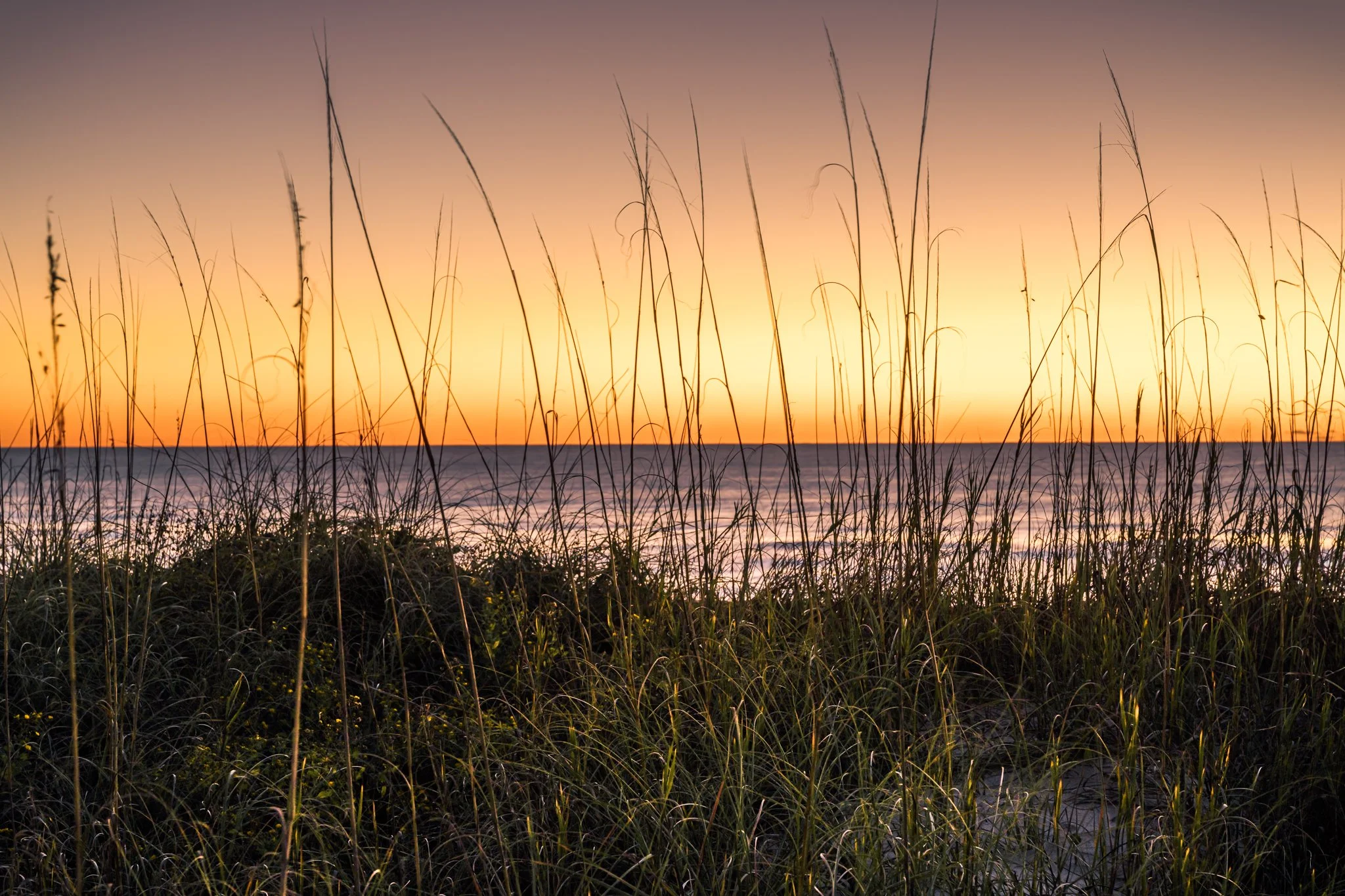 Sea Oat Silhouette