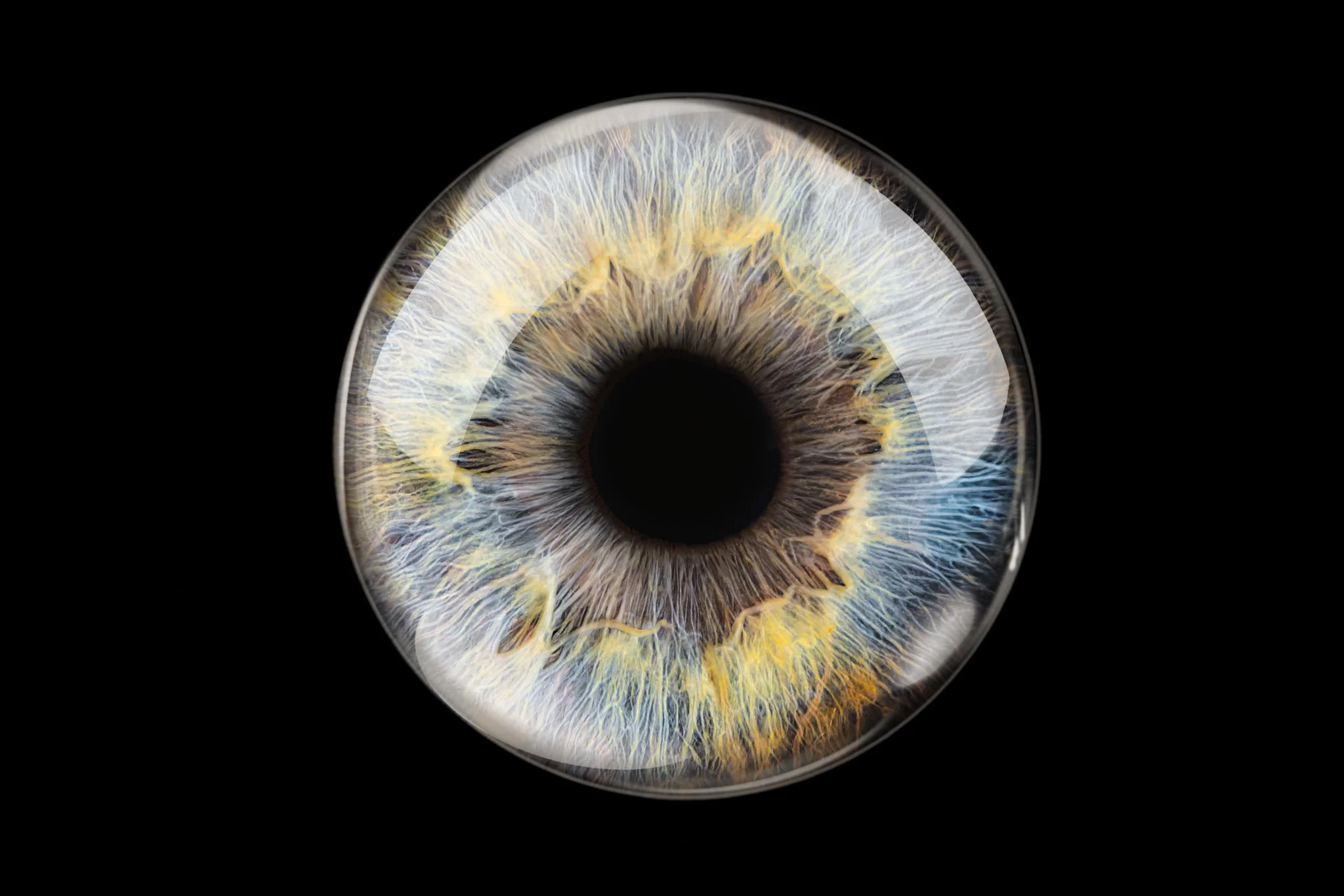 Blue-Yellow-iris-with-glass-overlay.jpg