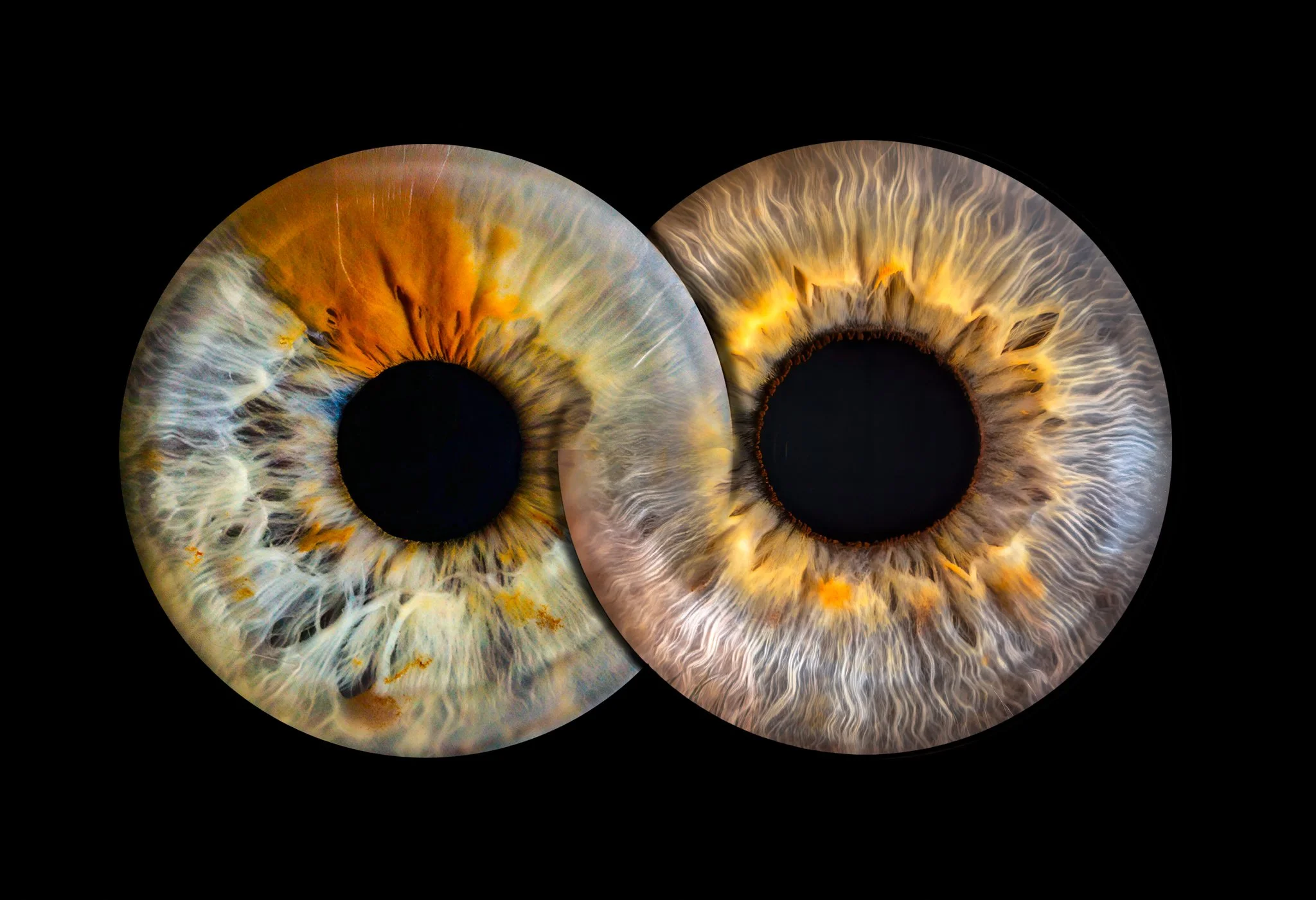 Two Irises Joined