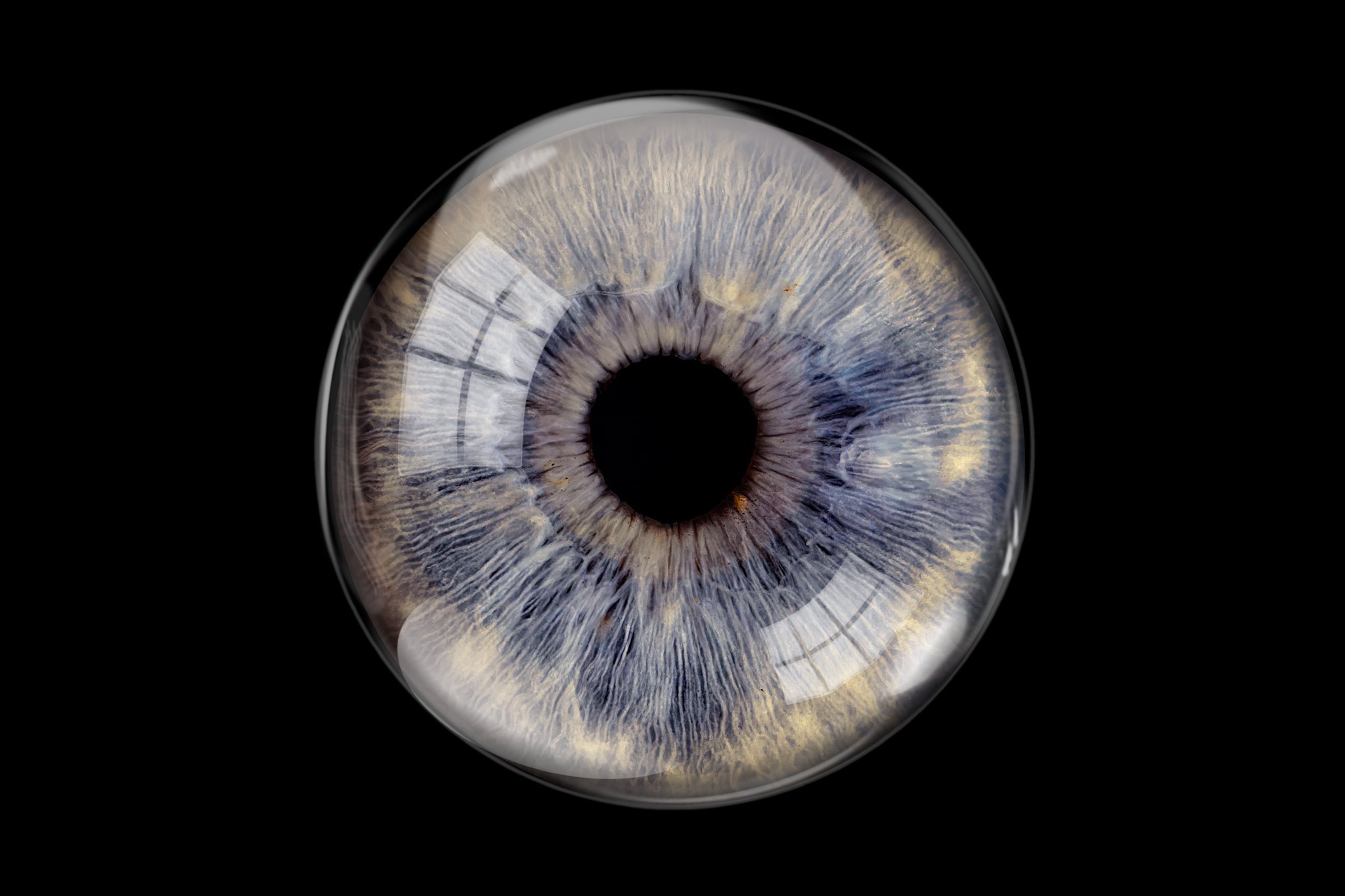 Deep-blue-cream-iris-with-glass-overlay.jpg
