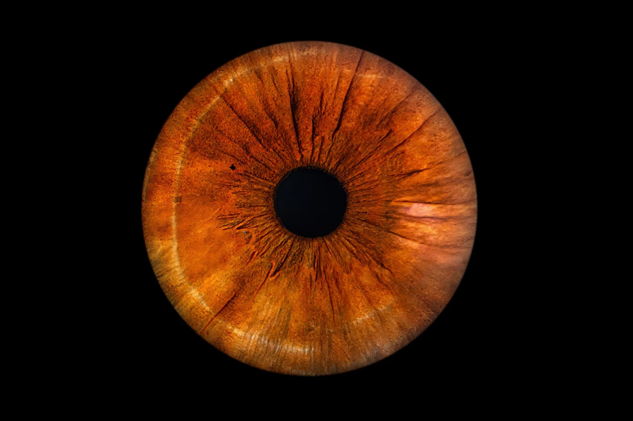 Brown-iris.jpg