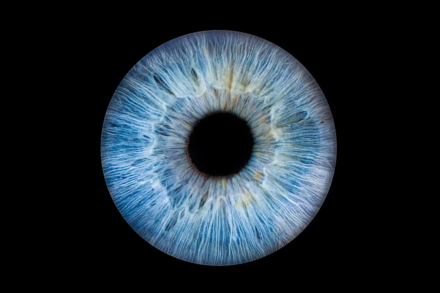 iris-portrait-blue-single.webp