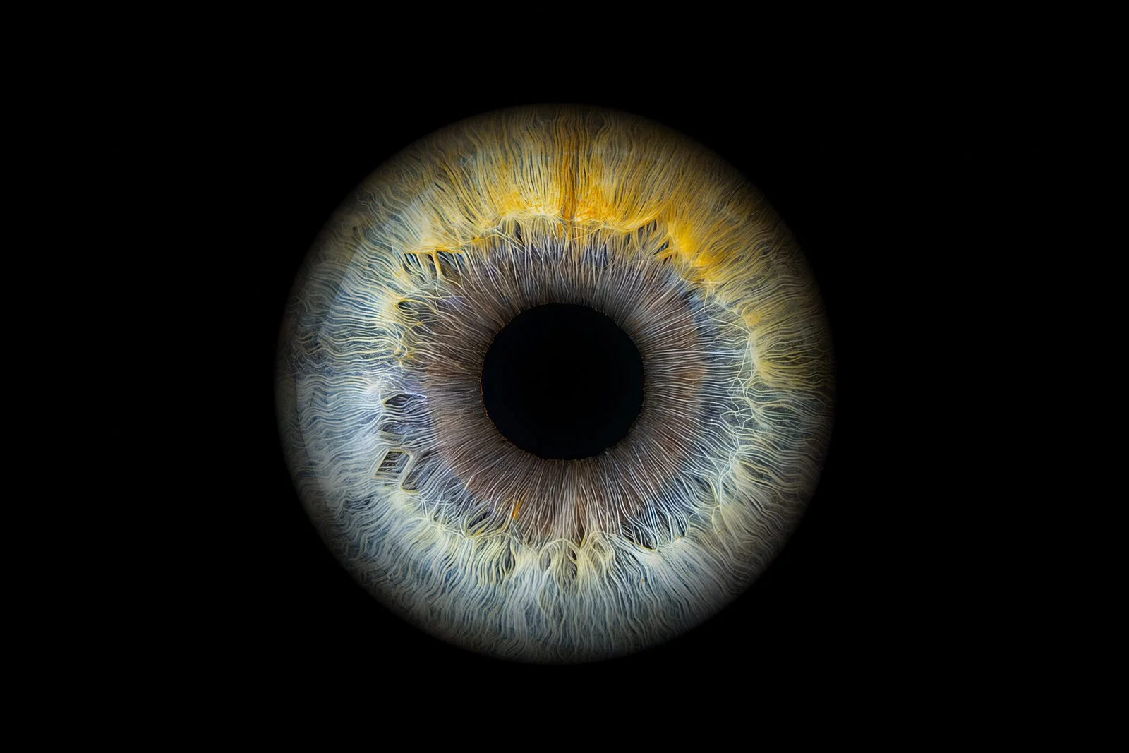Amber Blue and Yellow Iris