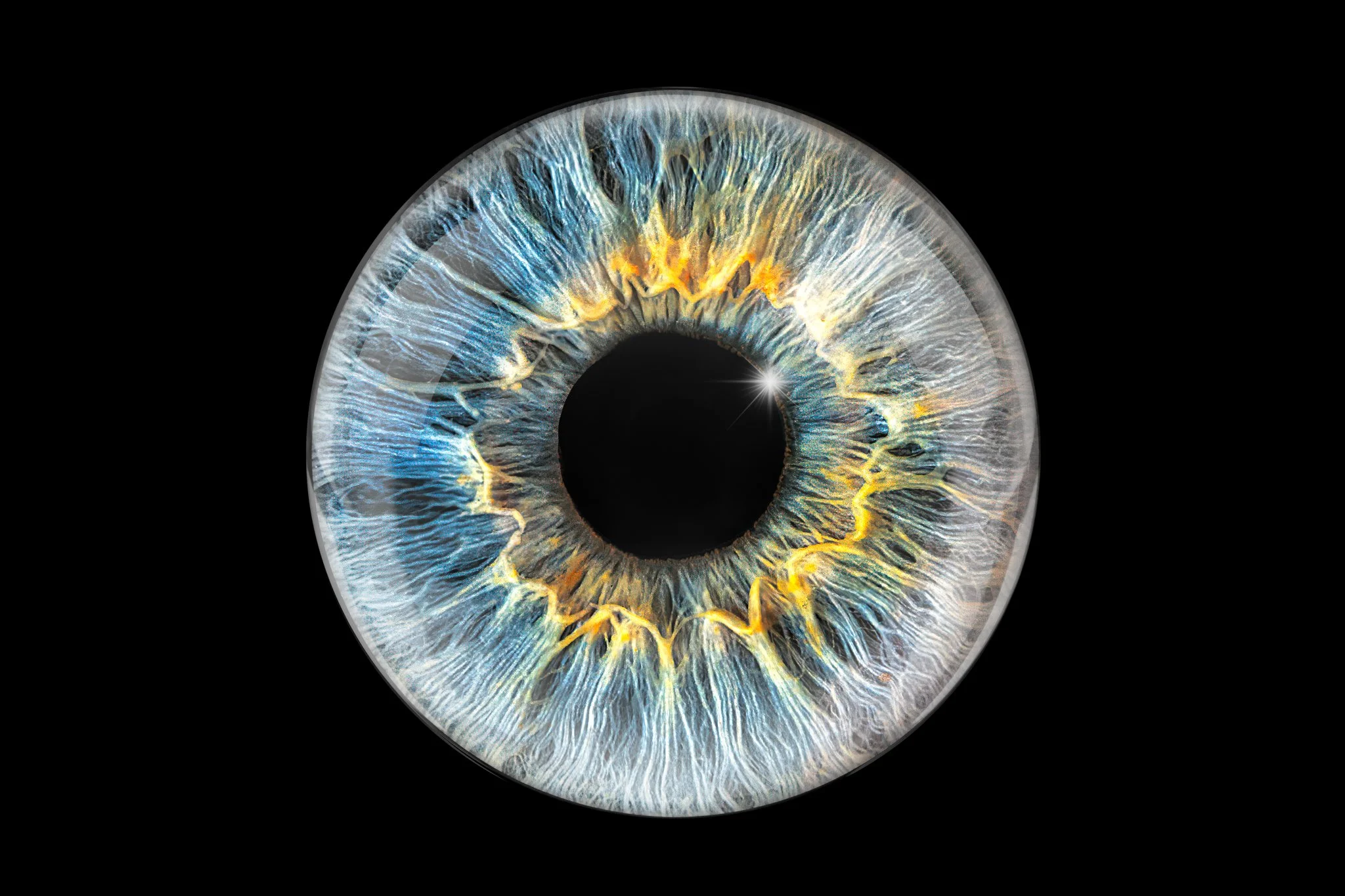 Blue-Yellow-iris.jpg