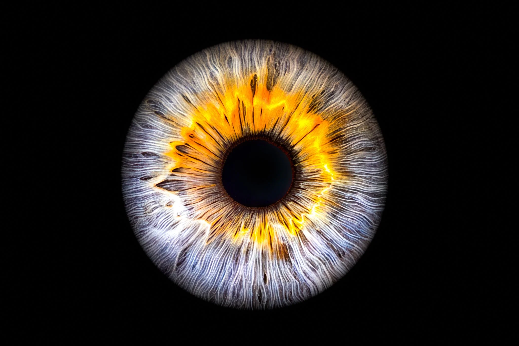 Blue-and-yellow-iris.jpg