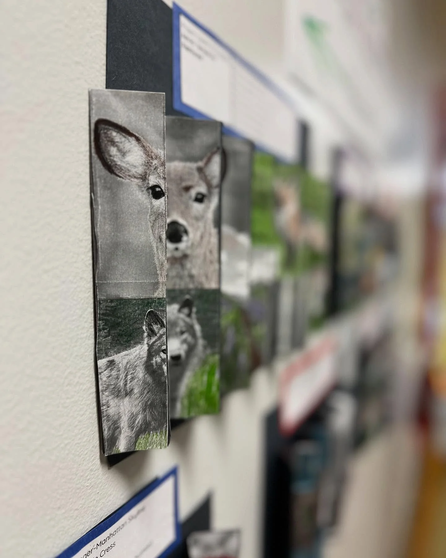 Close-up of a wall display with black and white photos of a wolf and a coyote.