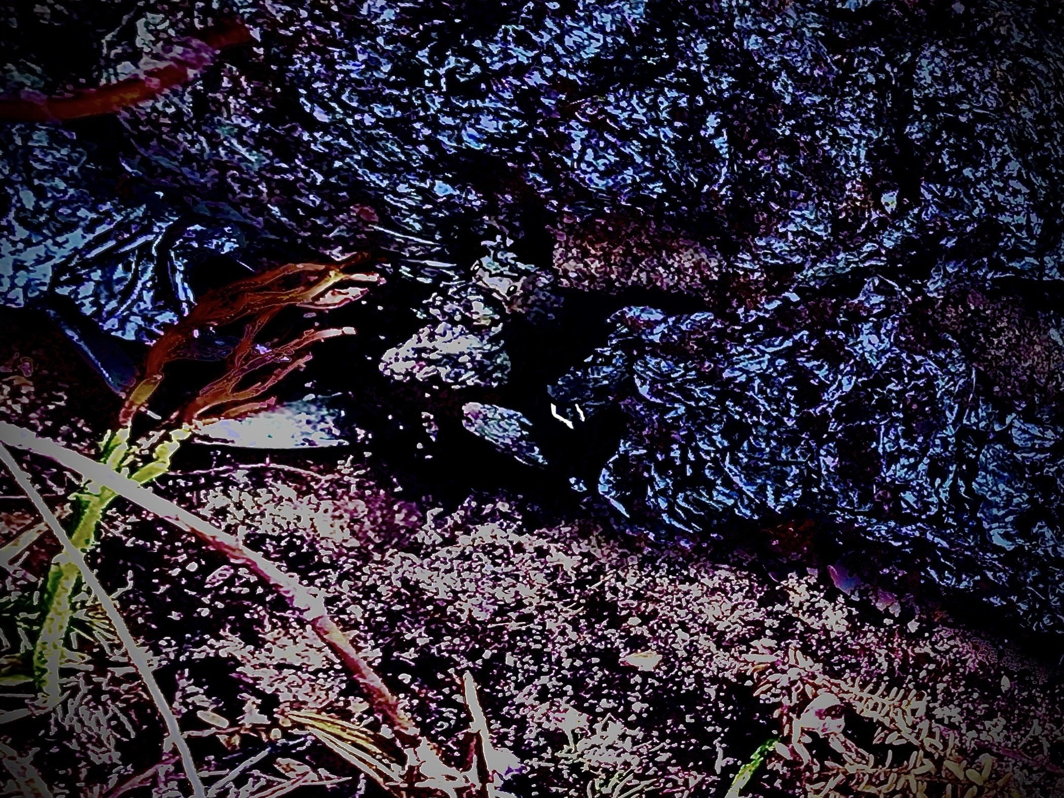 IMG_8301.jpeg