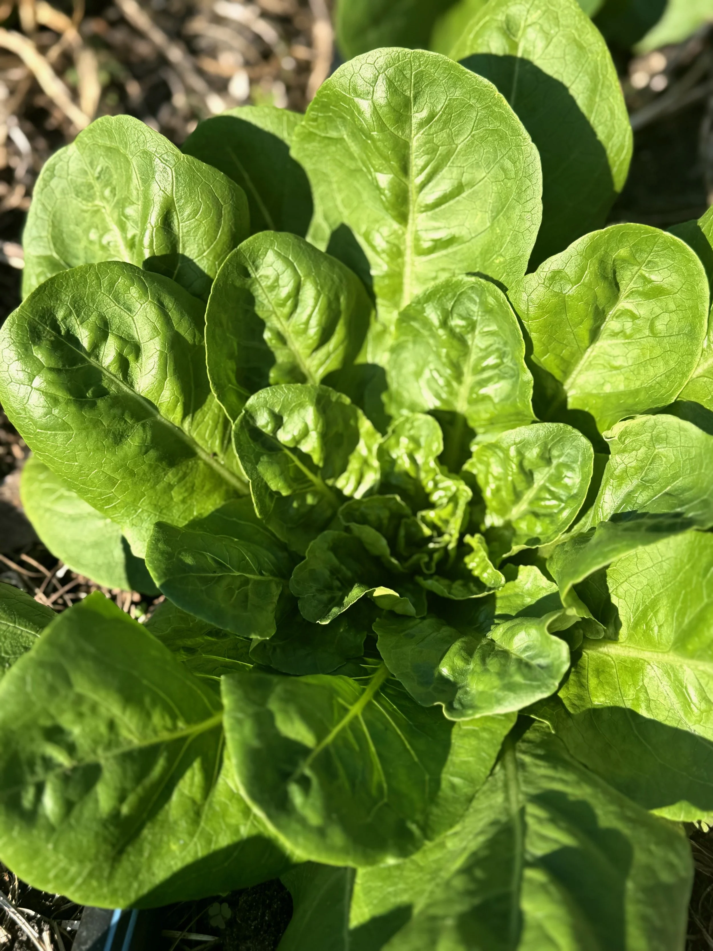 Fall &amp; Winter Seed Gardens: What’s Growing Now