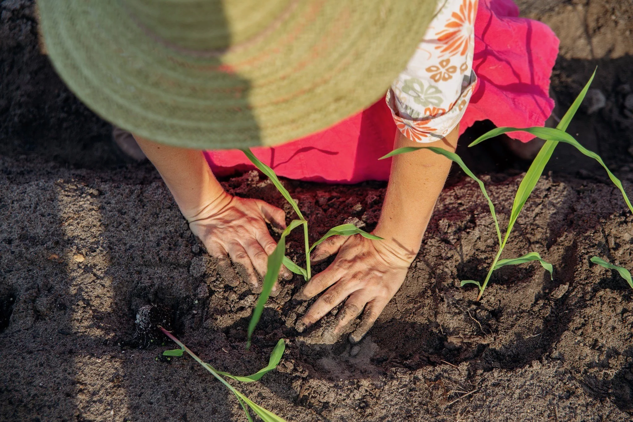 2 hands in the soil planting corn