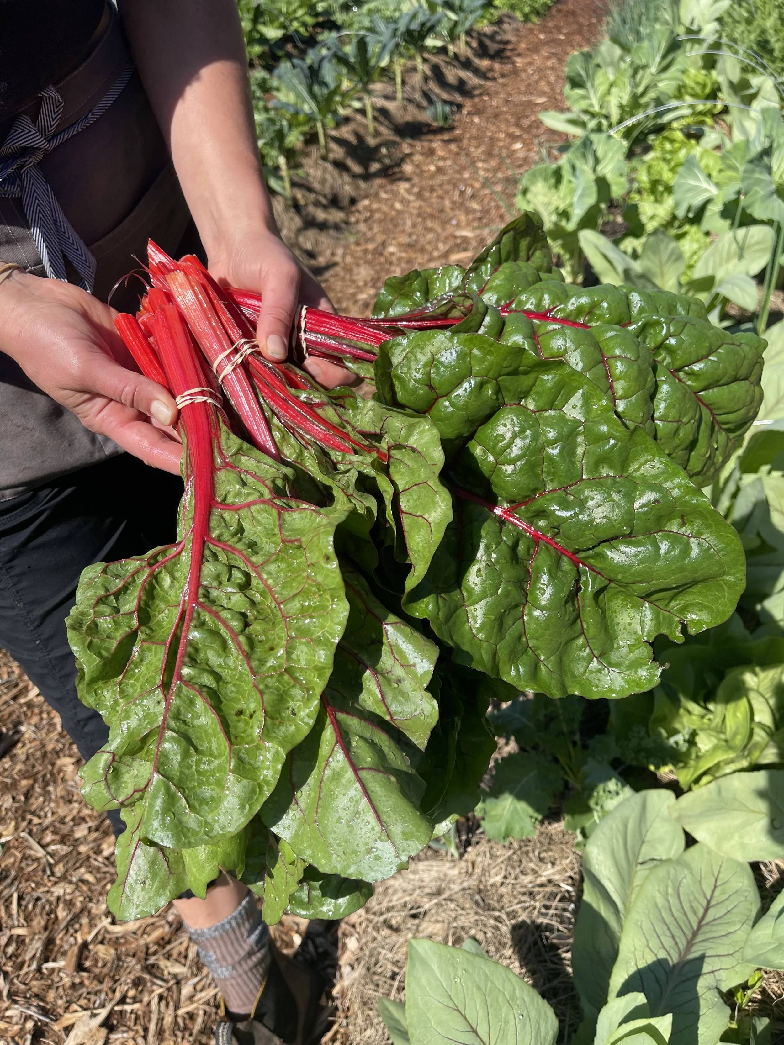 2 hands holding bundle of greens