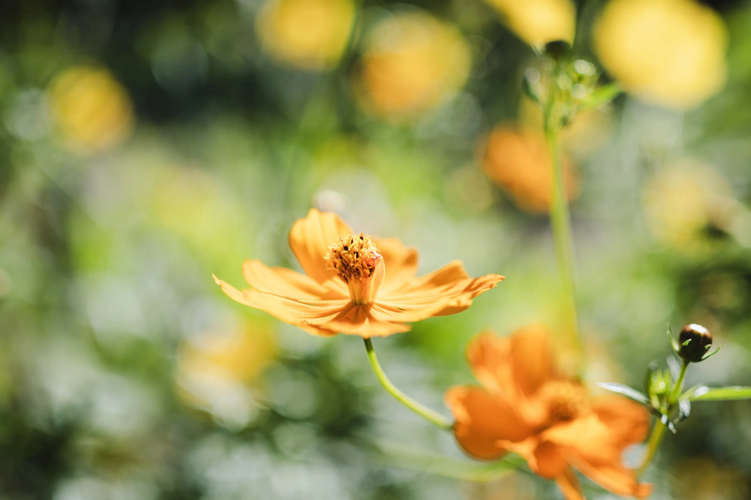 orange flower blooming