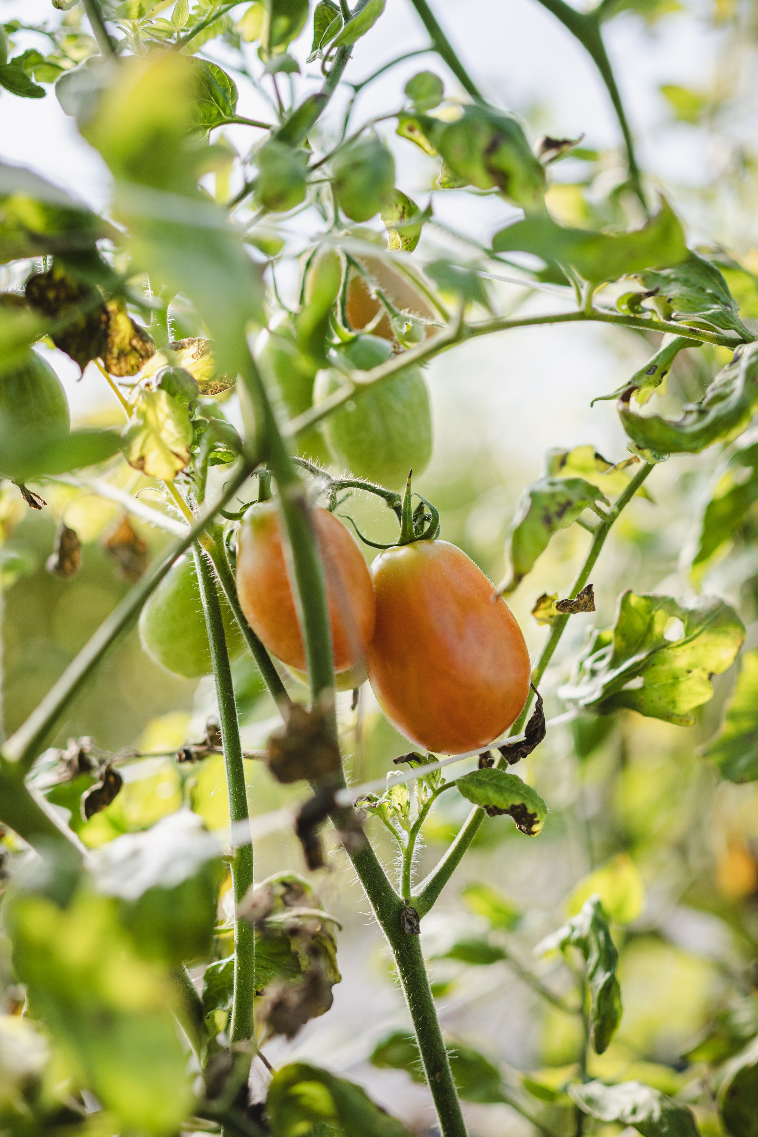 2 small red tomatoes on a vine