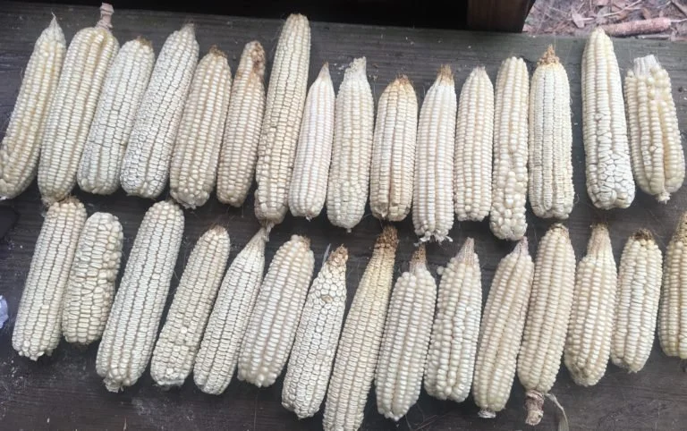 Variations in the Dudley corn