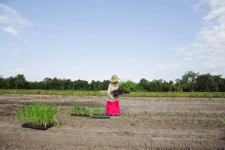 The Dudley Family Corn Story