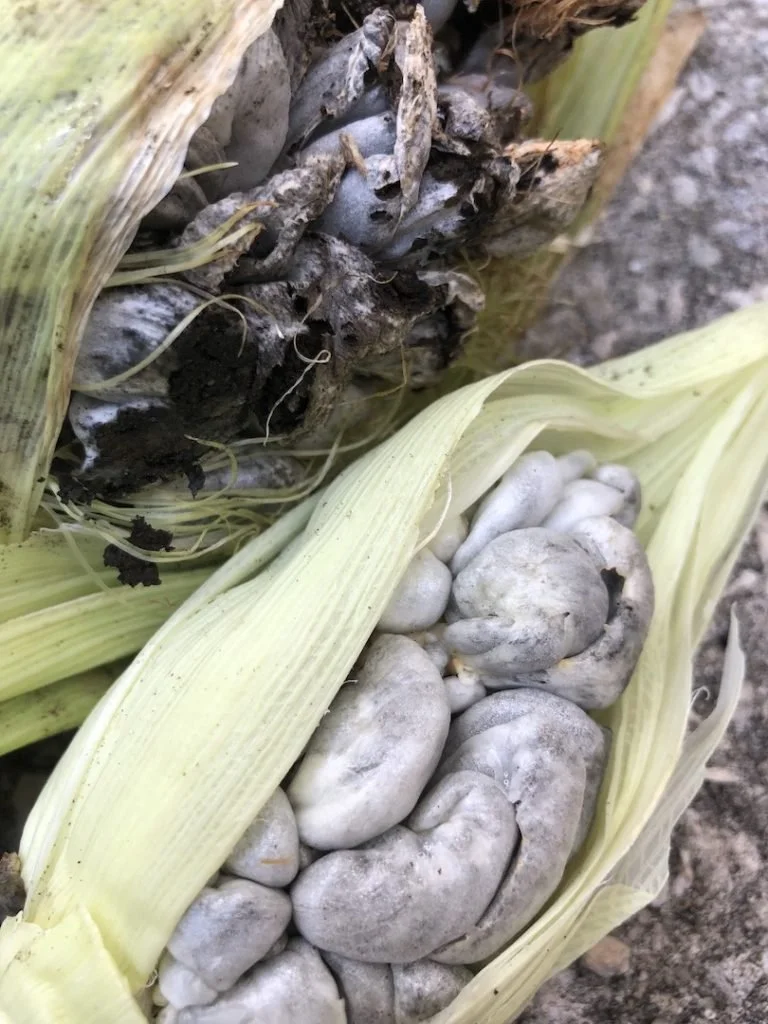 huitlacoche