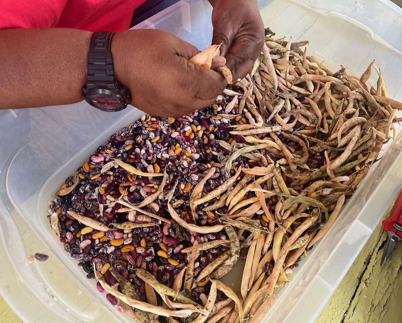 2 hands hover over a bin of seeds