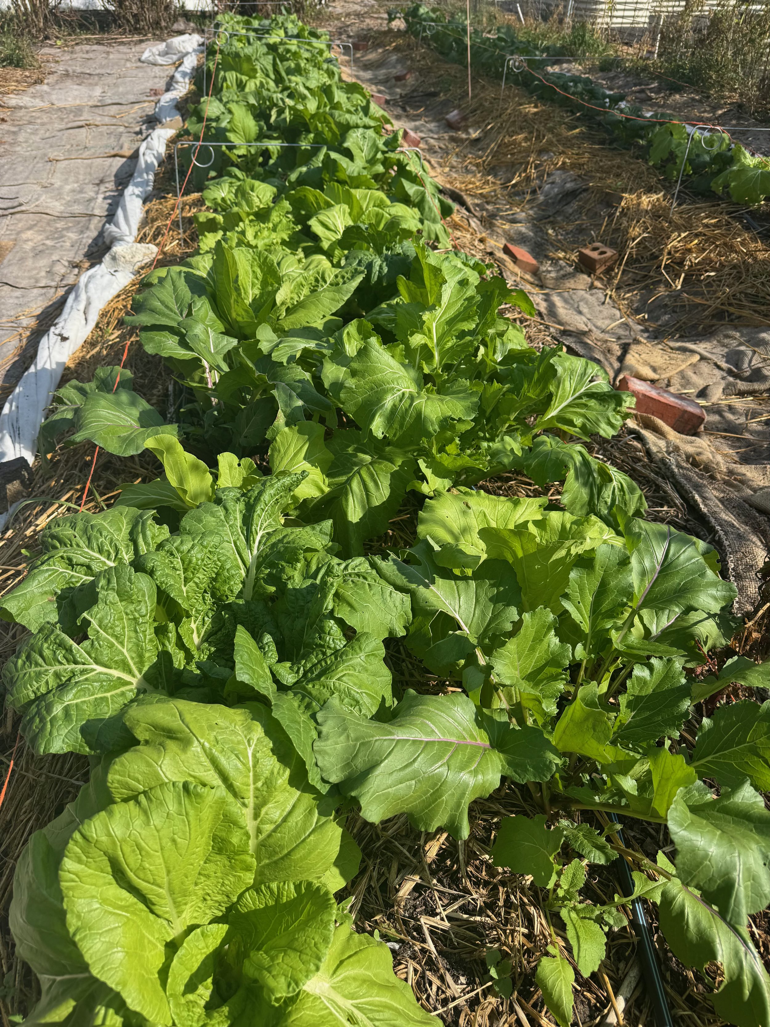 Asian greens growing in a garden row