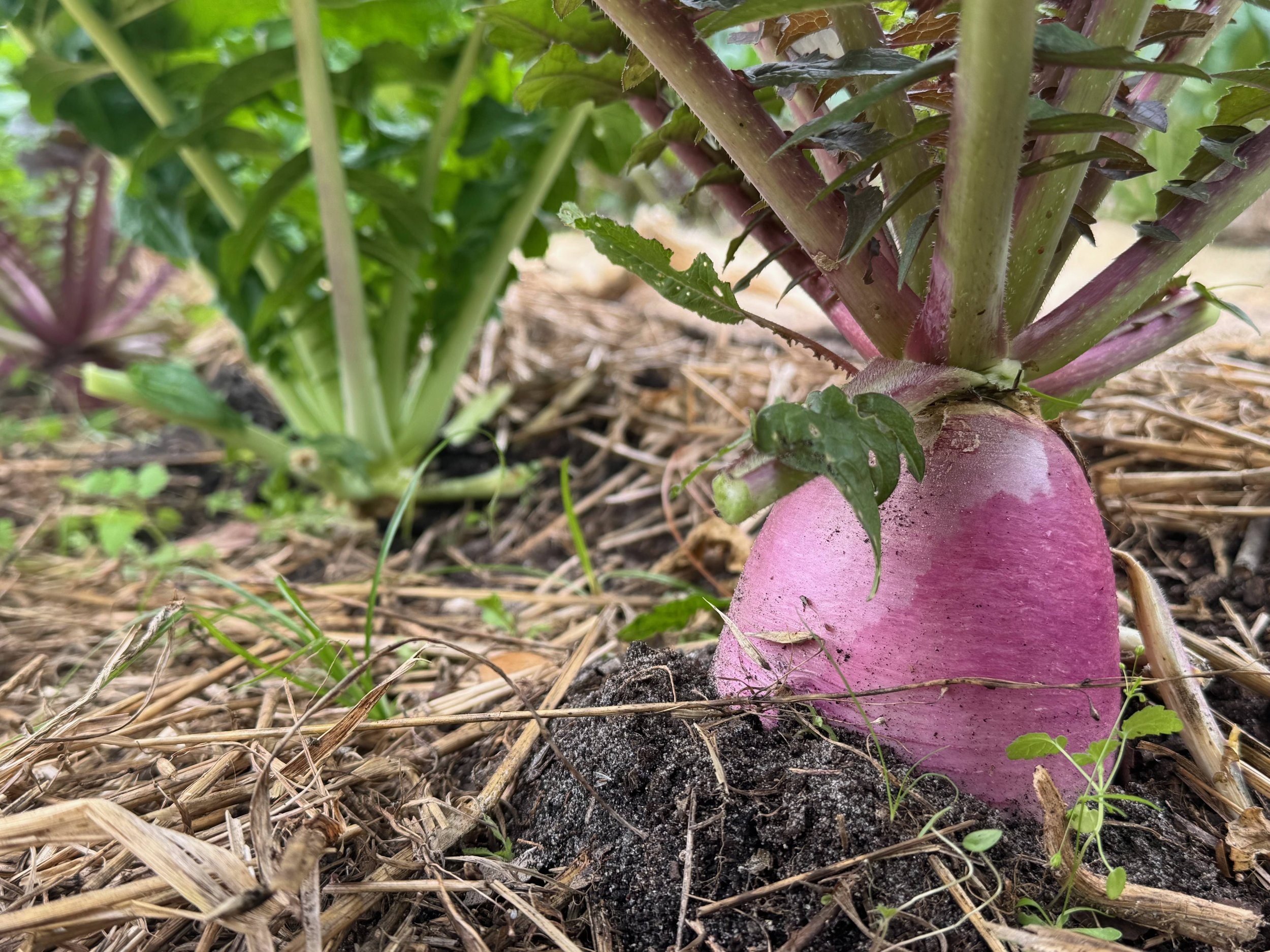 Farmer_John_Daikon_Radish.jpg