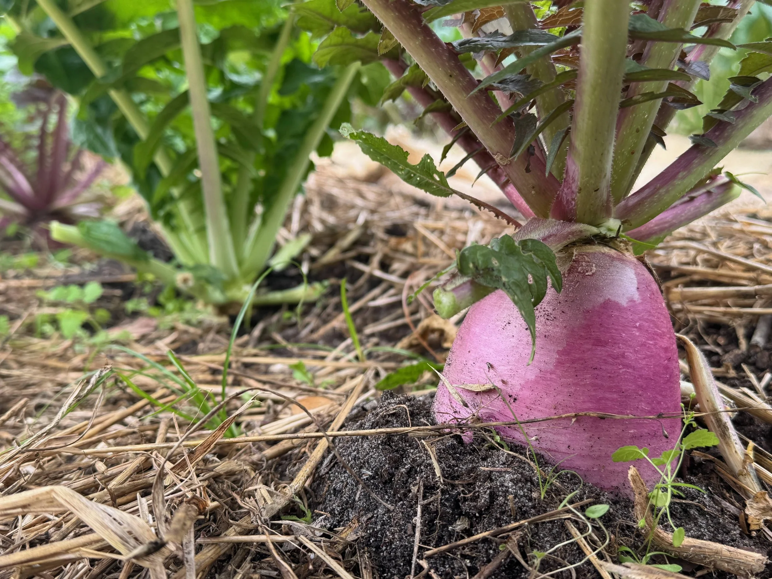 purple radish growing out of the ground
