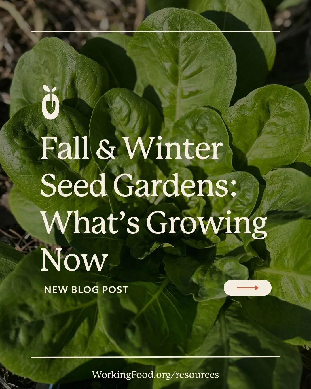 Our fall/winter seed saving &amp; research gardens are a mess of green right now, and we&rsquo;re excited to share what&rsquo;s growing! We've just made a new blog post covering what's growing in our seed gardens, so head to our website if you want t