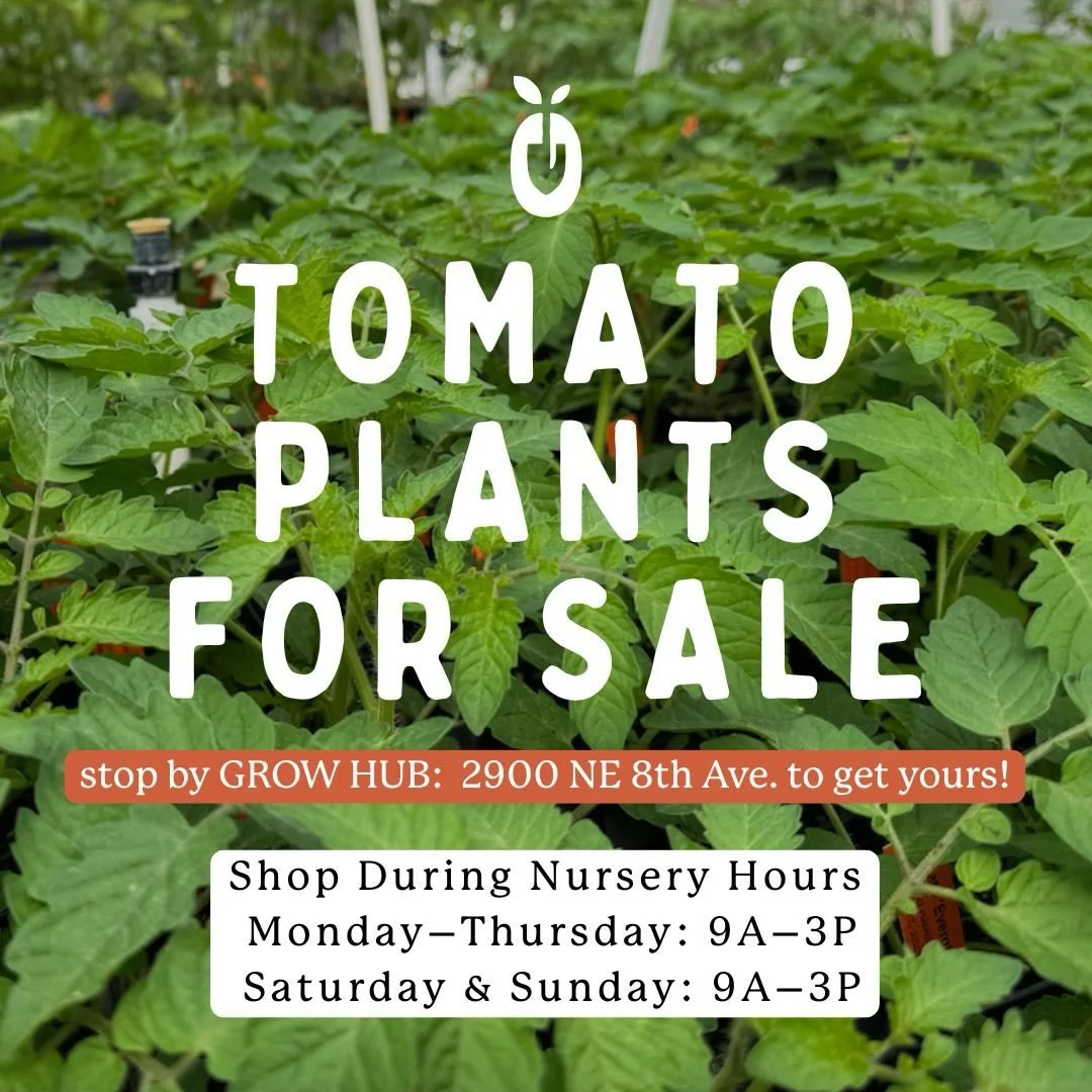 🍅 Our Tomato Seedling Sale Is Here! It&rsquo;s that time of year &mdash; our much-anticipated tomato seedlings are arriving at @grow.hub 

🌱 Availability
Varieties will roll out as they&rsquo;re ready beginning Saturday, Feb. 21, 2026. All 20 varie