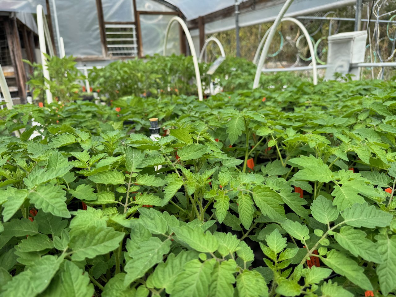 close up angle of many young tomato plants growing