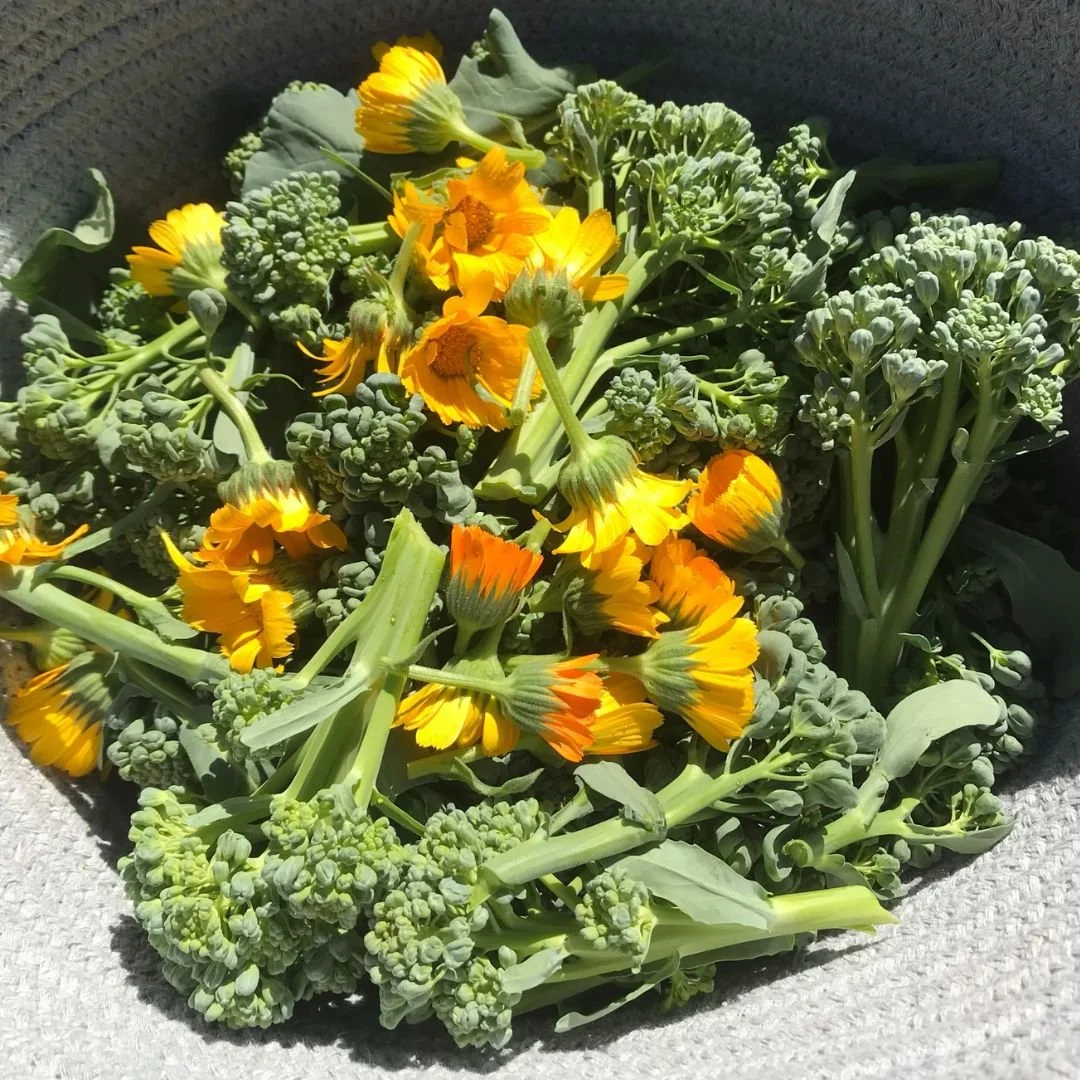 The goal of our seed stewardship work is simple: find varieties that grow well here and produce abundant, delicious food. Piracicaba broccoli is one of those varieties.

Developed in Piracicaba, Brazil which is a climate similar to ours, it was bred 