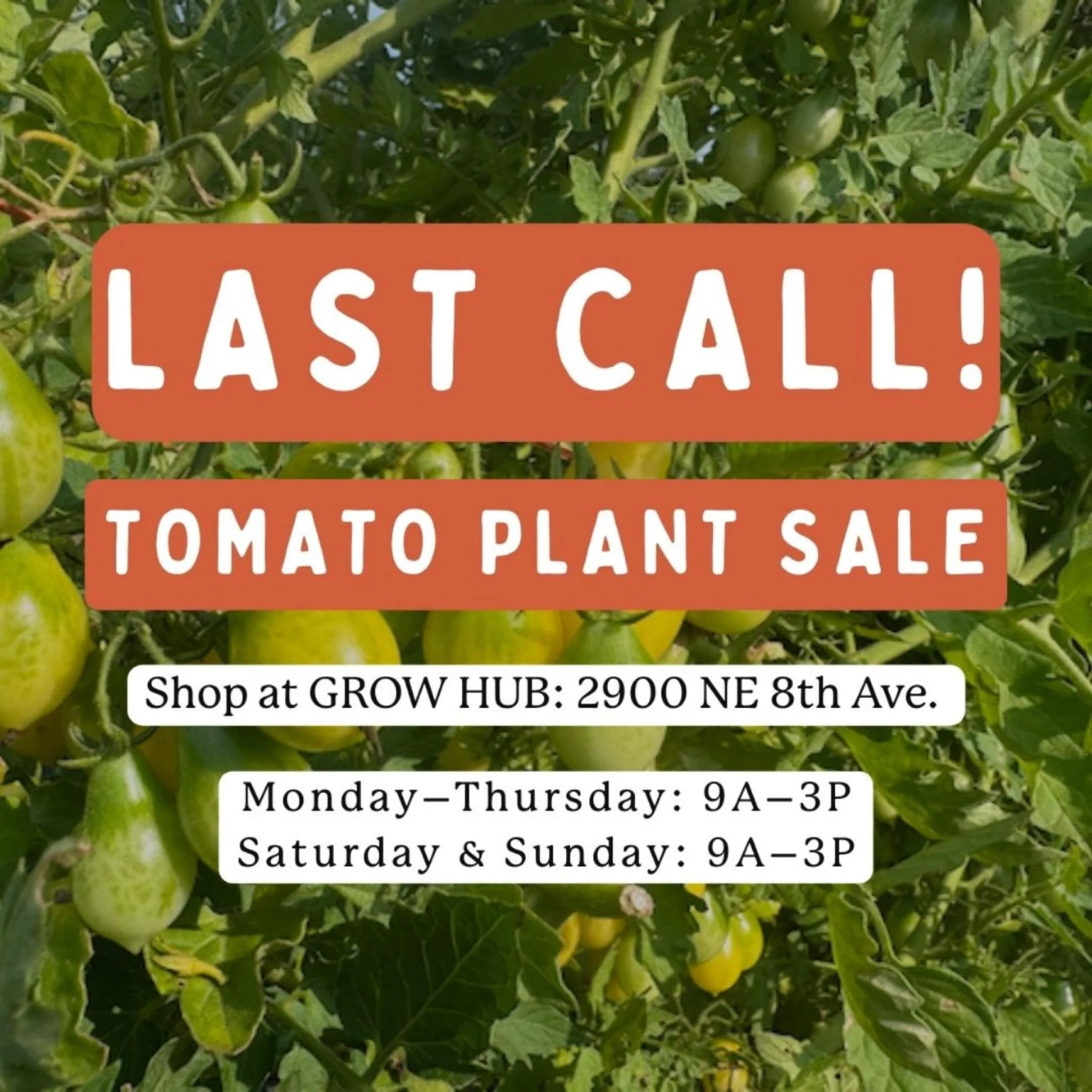 Last call for tomato plants! They are going fast and will likely be sold out after this weekend. Stop by @grow.hub during open hours: M-Th and Sat-Sun (9-3)

Learn more about growing tomatoes with our guide! (link in bio)