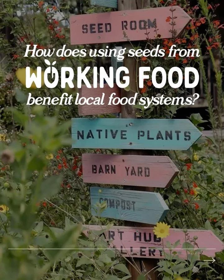When you plant our seeds, you&rsquo;re helping strengthen a living, community-rooted seed system.

All of our seeds are open-pollinated, meaning you can save and share our seeds year after year, and grow the same plant! Each variety we grow and save 