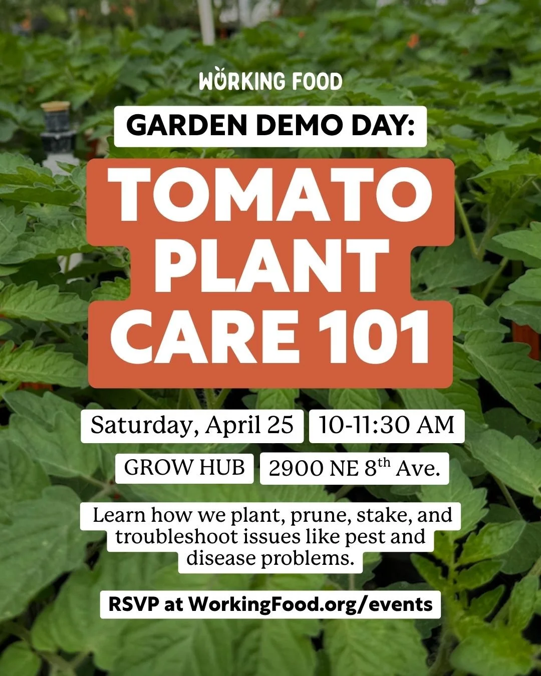 Learn how we plant, prune, stake, and troubleshoot issues like pest and disease problems at our Tomato Plant Care 101 workshop. Practice the techniques we use to prune and trellis, and bring all your tomato growing questions! Join us on Saturday, Apr