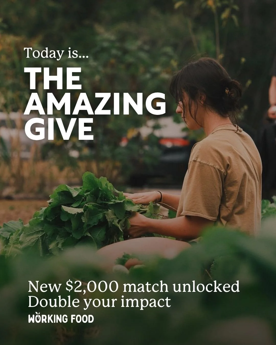 A new donor just unlocked a $2,000 match! Support Working Food today for The Amazing Give and double your impact ❤

Here&rsquo;s what your donation makes possible:
✨ $1,000 - 50 families take home a box of fresh food from the farm
✨ $500 - 100 people