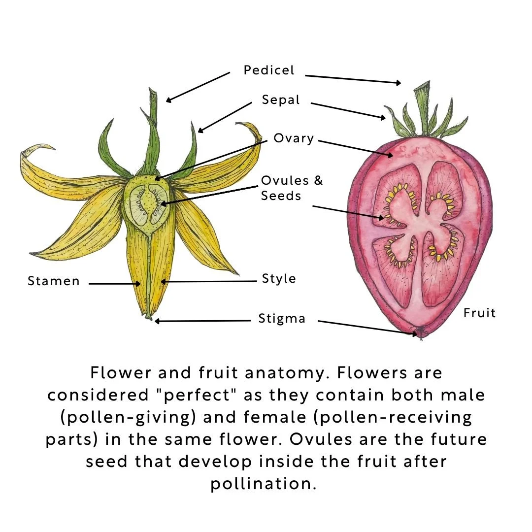 illustrated diagram of tomato fruit and flower anatomy.jpg