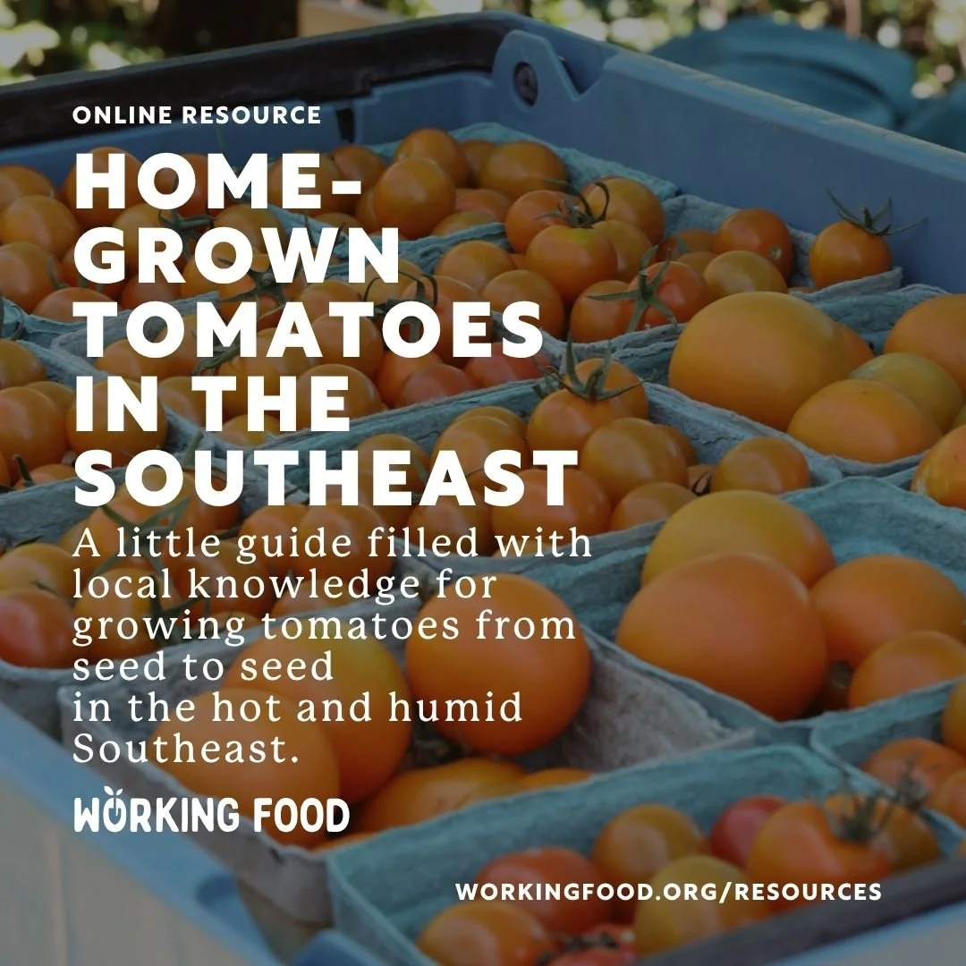Learn all about growing your own tomatoes in the southeast! Our guide is filled with local knowledge for growing in this hot and humid climate. 

🌱 You can read the entire guide on our website at WorkingFood.org/resources. 

🍅 PLUS get a free downl