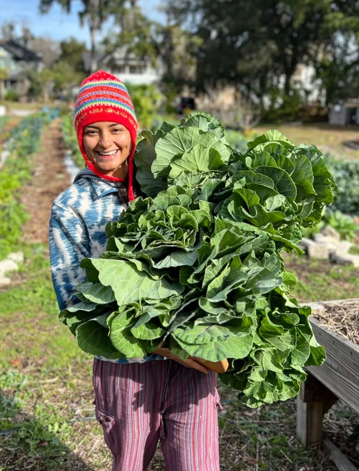 a person holds a large bundle of greens.JPG